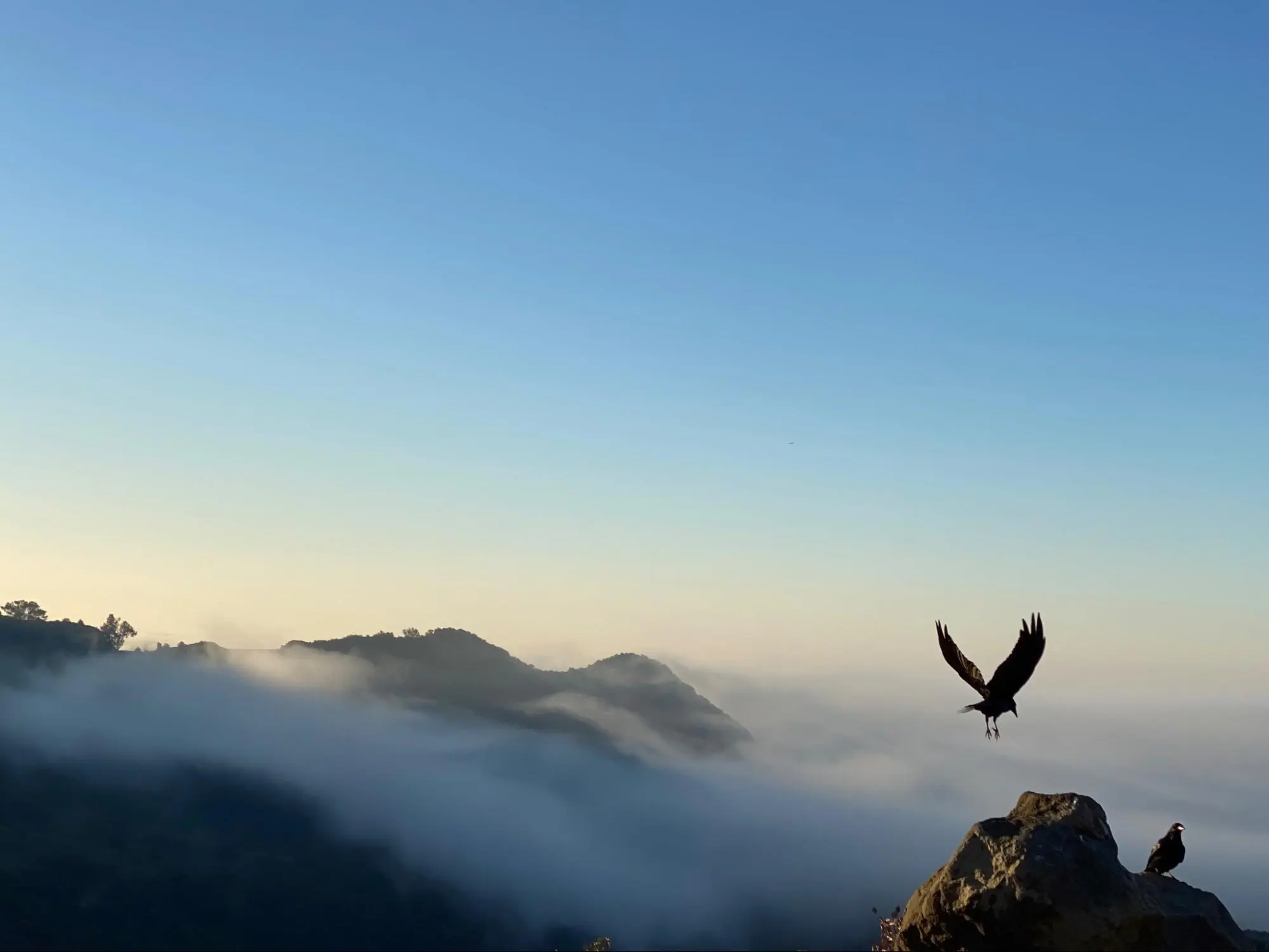 The ravens above the City of Angels
